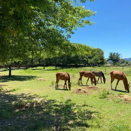 Tc Plums&Foals Farmhouse Alpehytte Viana do Castelo